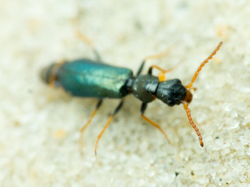 Apalochrus femoralis Erichson, 1840